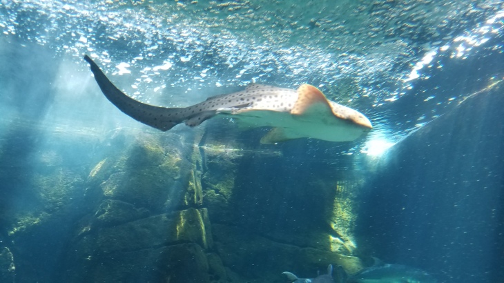 A shark at the Waikiki Aquarium.