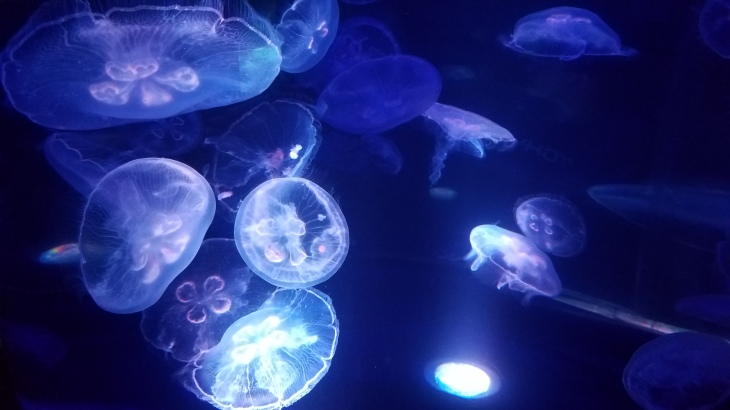 Jellyfish on display at the Waikiki Aquarium. 