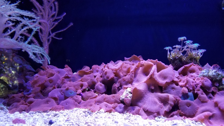 Coral on display at the Waikiki Aquarium. 