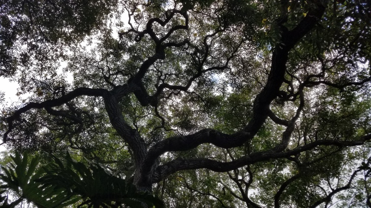 A banyon tree at Foster Botanical Gardens in Honolulu. 
